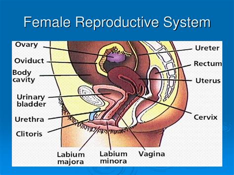 Ppt The Human Reproductive System Powerpoint Presentation Free Download Id9615094