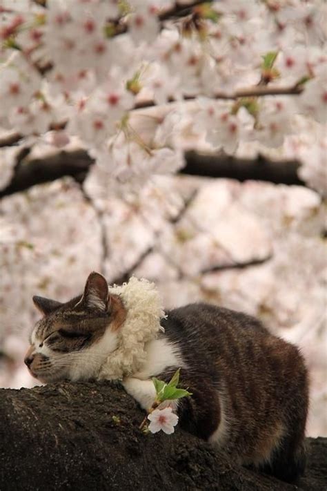 Only In Japan Its Finally Cherry Blossom Time In Japan Cats
