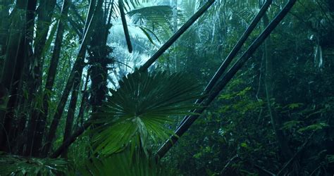 Heavy Rainfall Shower In Evergreen Tropical Rain Forest In Rainy