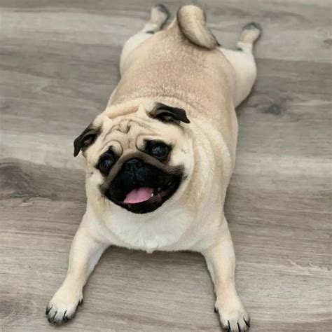 10 Fun Facts About Pugs