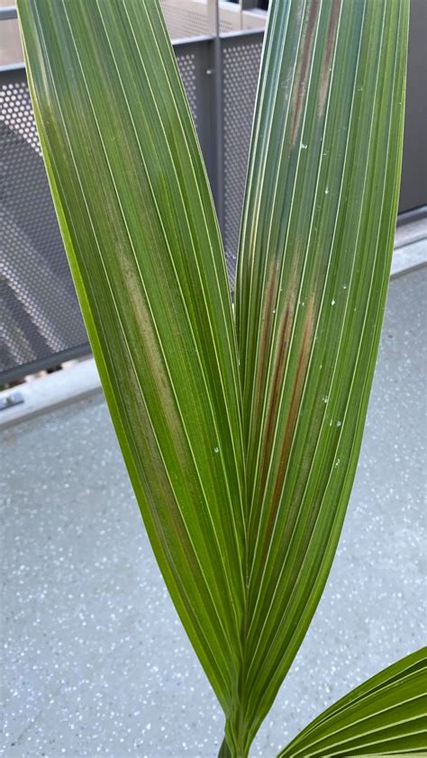 Houseplants Cocos Nucifera Coconut Palm Brown Leaves Why