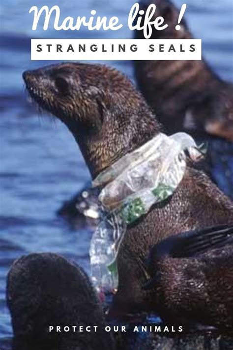 Plastic Pollution Injuring Marine Life We Need To Work Together To If