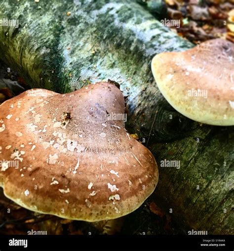 Birch Polypore Fungus Growing On Dead Birch Tree On Forest Floor In