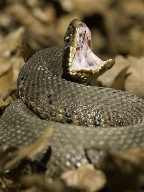 This doesn't mean they won't try to. Common misconceptions persist about cottonmouths