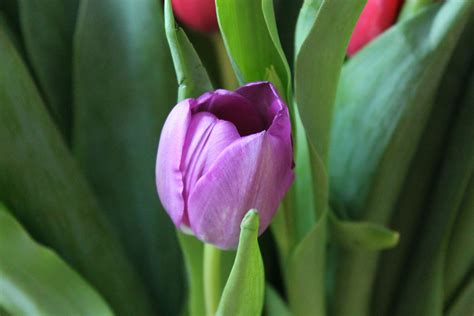 Tulip Tulips Purple Free Image Download