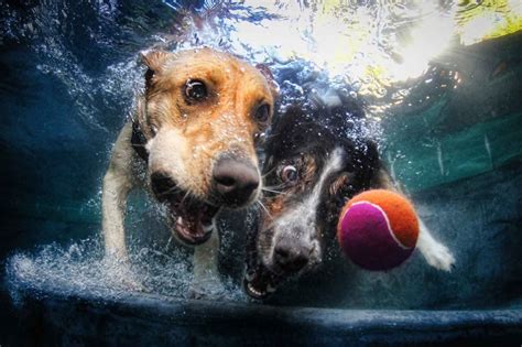 Underwater Dogs By Seth Casteel Ilovedogsandpuppies