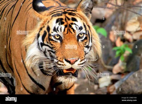 T 24 Also Known As Ustad Man Eater Tiger Close Up Ranthamboretiger