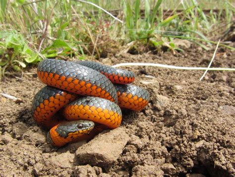 Oregon Ringneck Snake An Oregon Ringneck Snake Seen In The Flickr