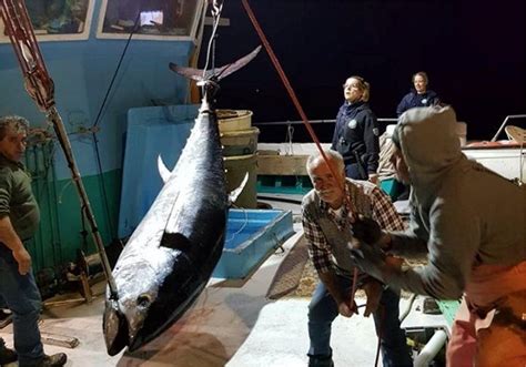 Greek Fishermen Catch One Of Largest Ever Tunas In The Aegean