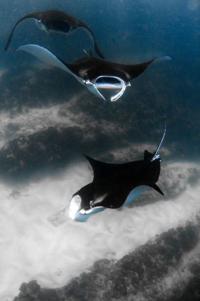 Flying Mantaray Stock Photos Pictures And Royalty Free Images Istock