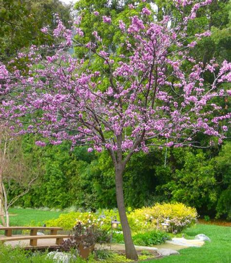 Forest Pansy Eastern Redbud Trees Garden View Landscape Nursery