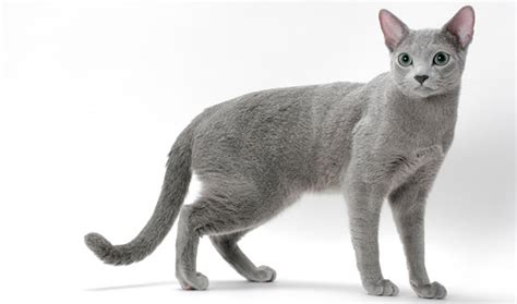 Russian Blue Nebelung Cat Breed Information