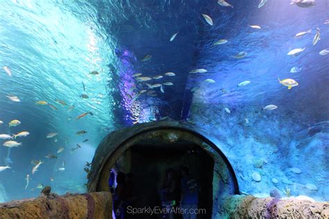 Sea Life Orlando Aquarium Review