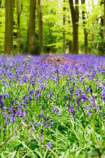 Bluebells Growing On An English Woodland Floor Stock Photo Download