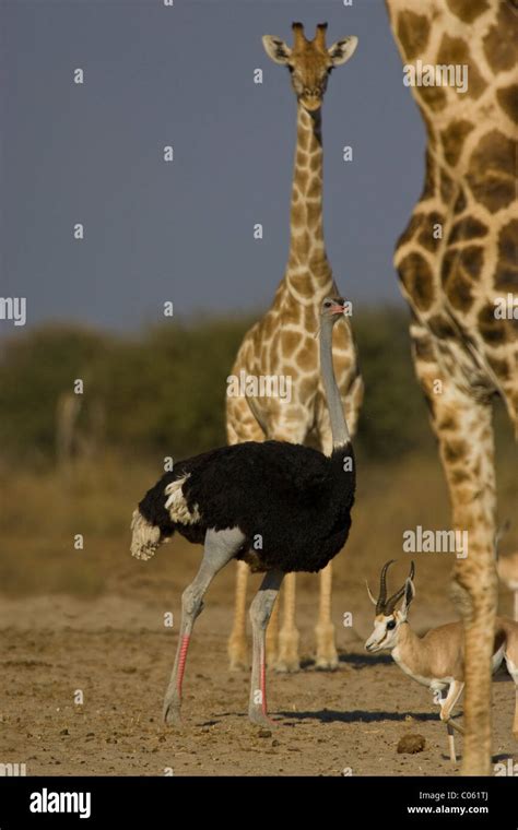Ostrich Giraffe And Springbok Etosha National Park Namibia Stock