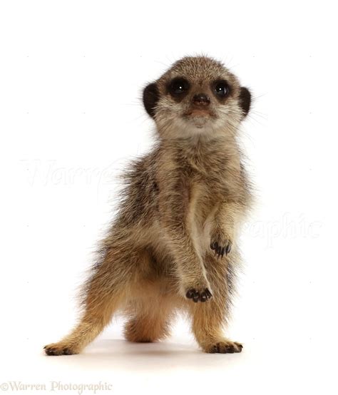 Young Meerkat Standing Up Photo Wp48449
