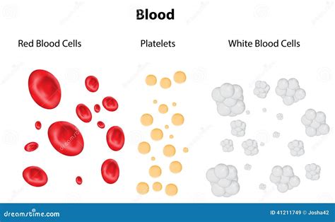 Blood Composition Leukocytes Platelets And Erythrocytes Cartoon