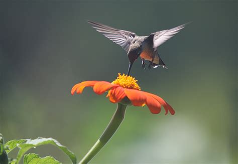 Maine Tasting Tour To A Birding Festival The Boston Globe