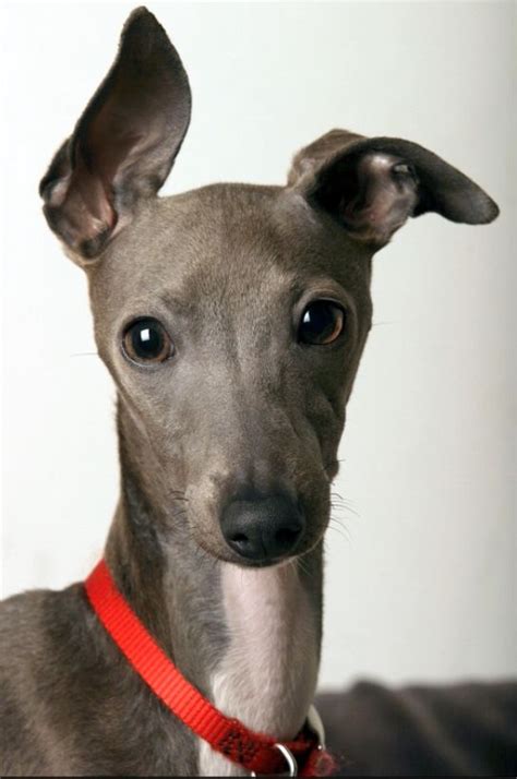 See more ideas about italian greyhound, greyhound, grey hound dog. Miniature Italian Greyhound | Dus So Cute | Pinterest