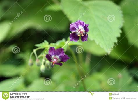 Forest Plant With Small Purple Flowers Stock Photo Image