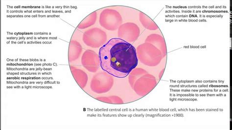Easy Red Blood Cell Diagram Labeled