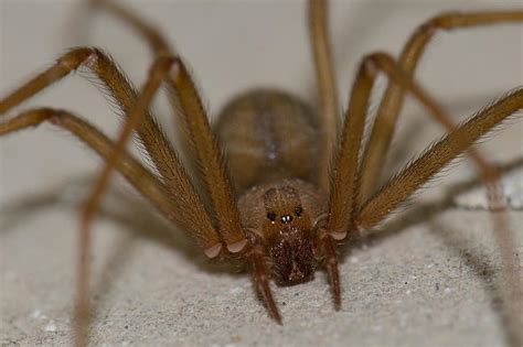Spider Season Is Here Beware Of Dangerous Spiders In Washington