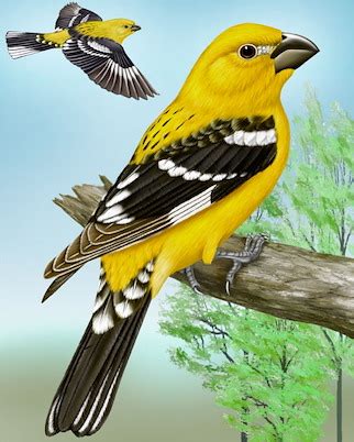 I visit florida in the wintertime. Yellow Grosbeak - Whatbird.com