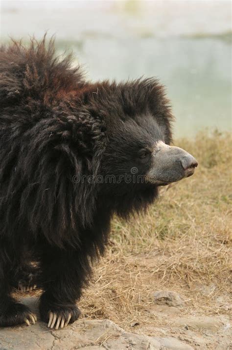 Urso Da Pregui A Foto De Stock Imagem De Predador Wildlife