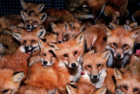 Large Group Of Foxes Trapped At One Photograph By Jose Azel Pixels