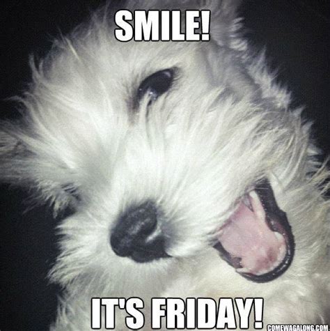 Thank God Its Friday Dog Edition Friday Memes Come