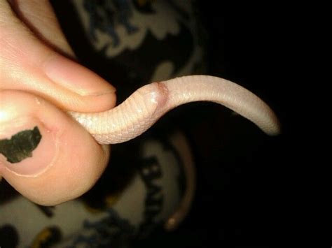 Snake Prolapse Attached Picture Help Needed Reptile Forums