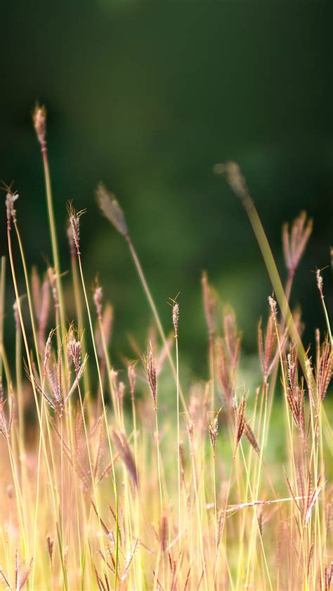 Reed Weed Flower Field Nature Green Iphone Wallpapers Free Download