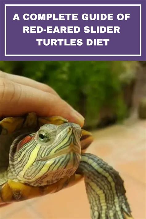 What Do Red Eared Slider Turtles Eat A Complete Guide Artofit