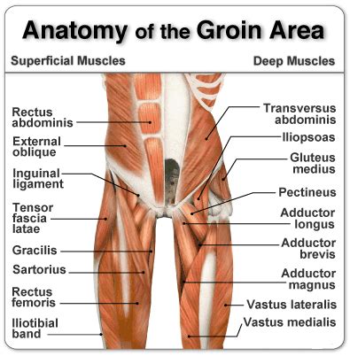 Learn their anatomy efficiently and easily using kenhub's muscle anatomy and reference charts! MYO Therapy & Healthcare Institute: Groin Strain