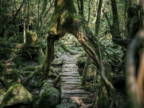 Yakushima Islands Ancient Forests Moss And Fog