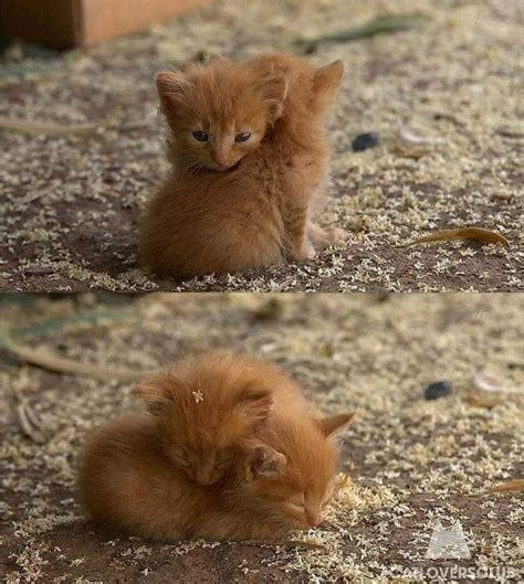 Time To Take In The Weekly Dose Of Cute 79 Kittens Cutest Cats