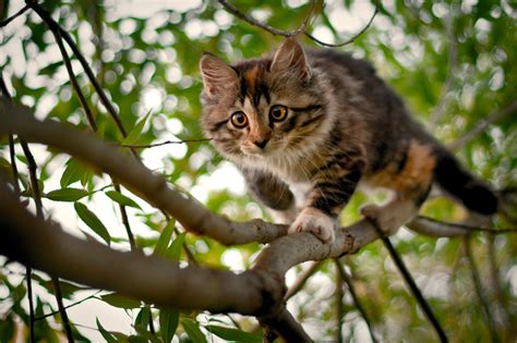 Chat Coincé Dans Un Arbre Qui Appeler - Pourquoi les chats restent-ils coincés dans les arbres et comment les