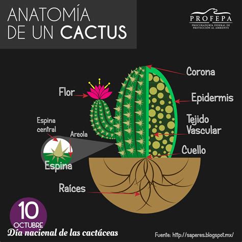 Terranova Viveros Por Que Tienen Espinas Los Cactus