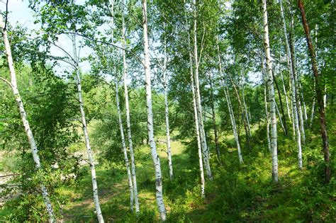 Green Birch Forest Stock Photo Image Of Forest Landscape 21679328