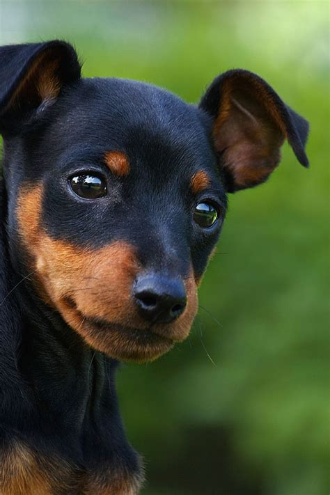 15 Cute Miniature Dog Breeds Best Toy Dog Breed List Mini Pinscher