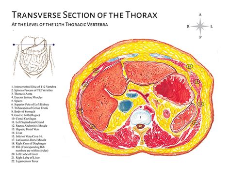 Transverse Section Of The Thorax On Behance