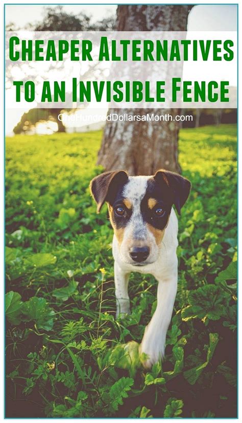 The first step is to select the brand of invisible fence. Invisible Dog Fence Cost 2 | Home Improvement