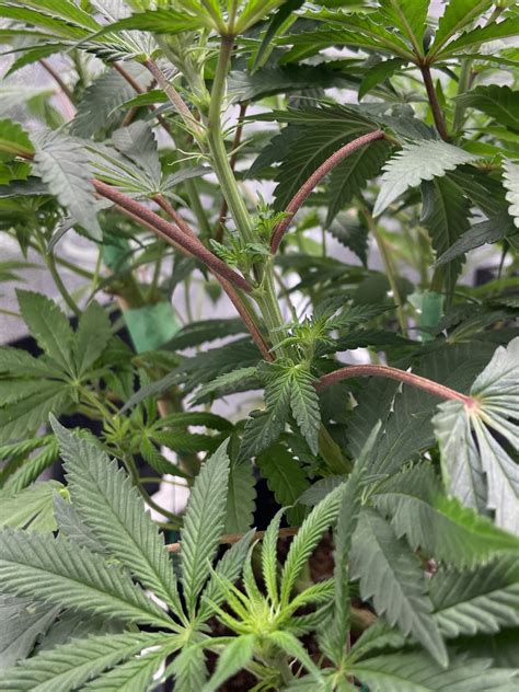 Purple Fan Leaf Stems Help Thcfarmer Cannabis Cultivation Network