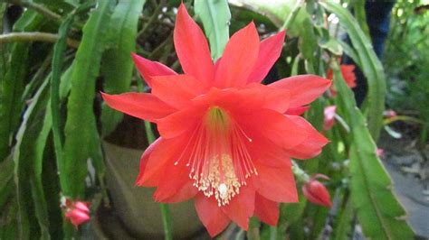 We did not find results for: Flowering Orchid Cactus are easy care succulent # ...