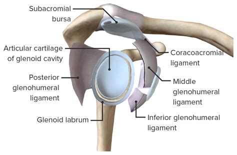 Glenoid Labrum Anatomy