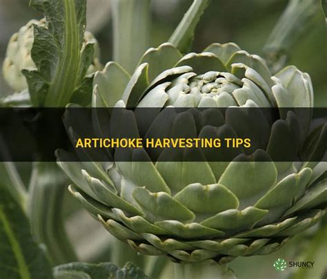 Artichoke Harvesting Tips Shuncy