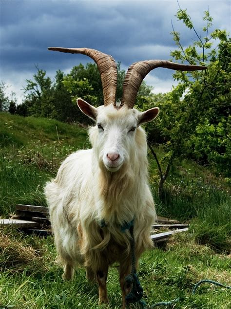 Fileirish Goat Wikipedia