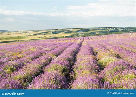 Meadow Of Lavender Stock Image Image Of Countryside 51687261