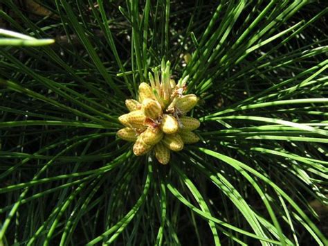 Pinus Tabuliformis Chinese Red Pine Conifer Species American