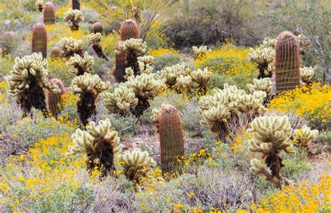 Sonoran Desert In Bloom Stock Image Image Of Mountain 38638641